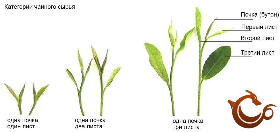 Категории чайного листа